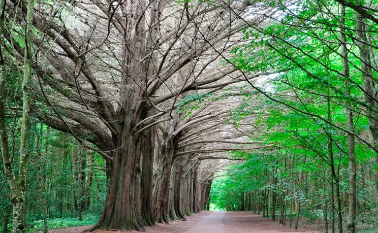 Coole-Park-Gort-768×576