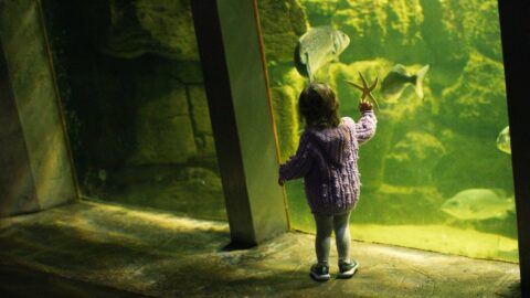 Child enjoying aquarium view, featuring vibrant fish display, ideal for family-friendly hotel stay with interactive amenities.