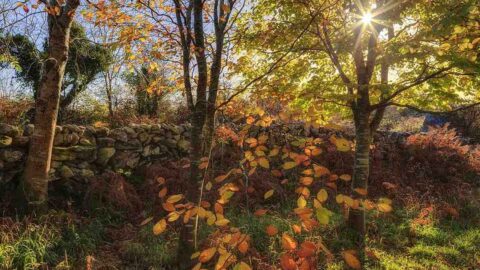 Tranquil garden view with autumn trees and sunlight, perfect for relaxation at countryside hotel.
